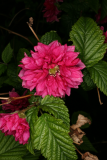 Rubus spectabilis 'Olympic Double' RCP5-2012 210.JPG